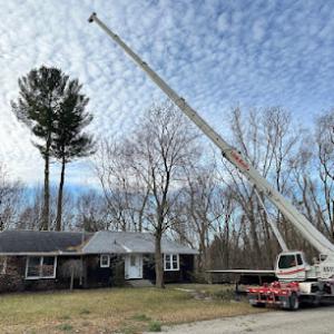 Monster Tree Service of Grand Rapids