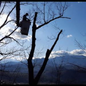 Dennison's affordable tree service