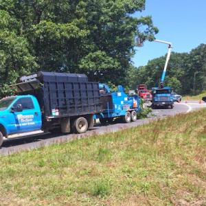 Bergholz's Tree Experts