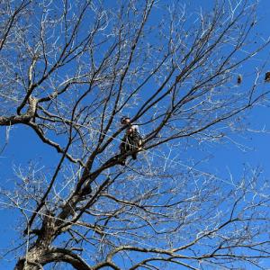 Two brothers tree solutions