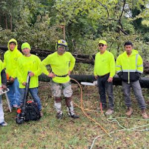 Elephant Trunk Tree & Landscaping