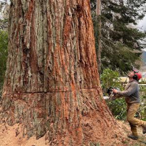 NW Tree & Excavation