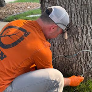 Aspen Arboriculture Solutions