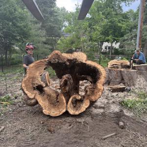 American Tree Service Sioux Falls