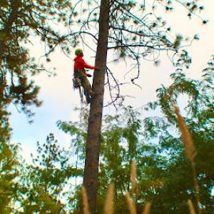 Curtis Point Tree Service