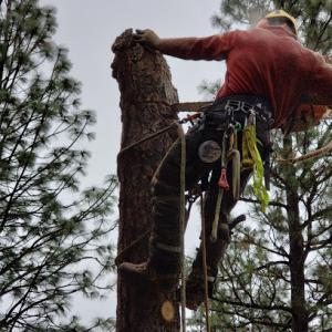 Armstrong Tree Works
