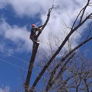 Fox's Brothers Arbor Care