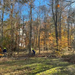 Sierra’s Tree Service