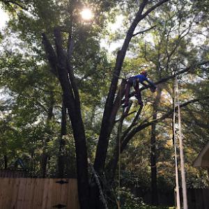 Pinion Tree Care