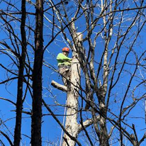Potter's Tree Service & Landscaping