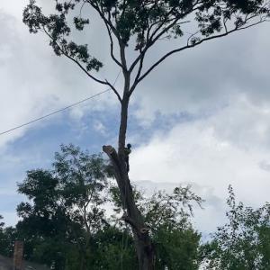 Appalachian Tree Fellers