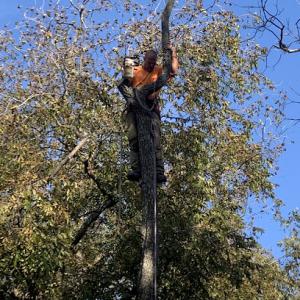 Down to Earth Services