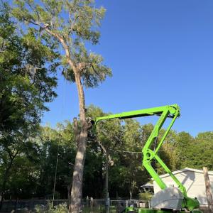 Coste Tree Service