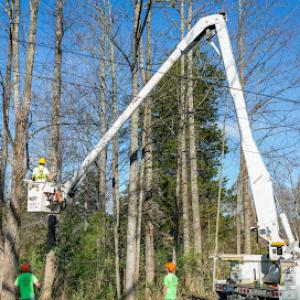 Timber Tree Service