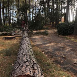 Tree Life Tree Service