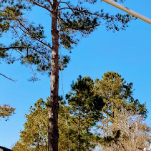 Roberts Tree Service Tifton GA