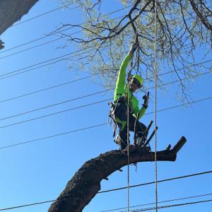 Top Notch Tree Service