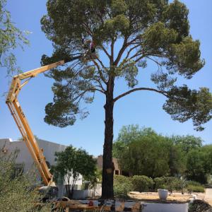 AAA Mammoth Tree & Landscaping