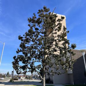 Jack Benigno Tree Services