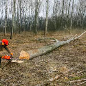 Michael's Lawn & Tree Service
