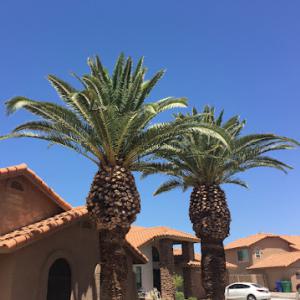 Arizona Urban Arborist