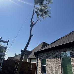 Roma tree service