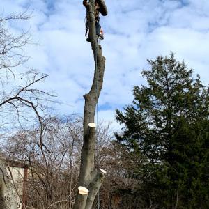 Poertner & Sons Tree Service
