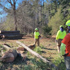 Santos Brothers Tree Service