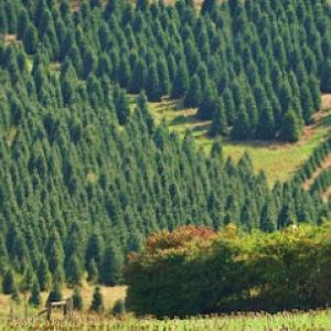 Boyd Mountain Christmas Tree Farm
