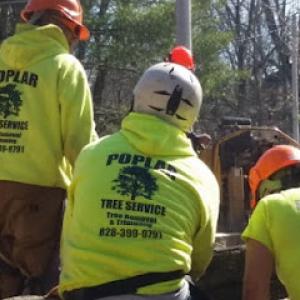 Poplar Tree Service