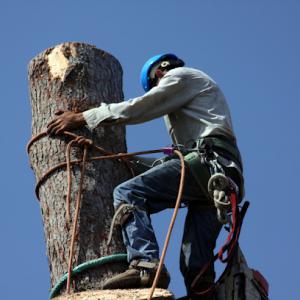 BG Tree Service