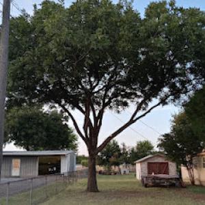 Gregs Custom Tree Services