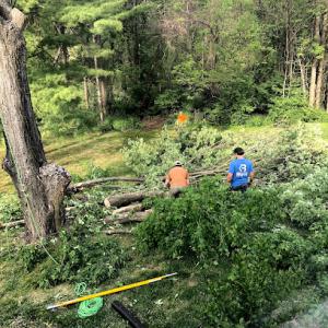 Mason Tree Service