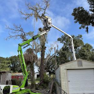 No Limits Tree Service