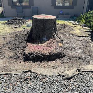 Alliance Tree Service