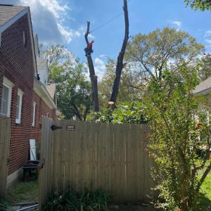 Master Tree Service