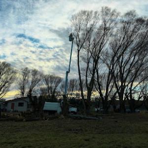 All American Tree Removal