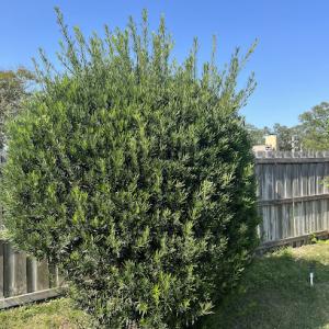 Special Response Tree Service