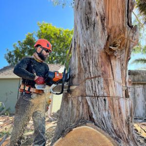 Deadwood Tree Service