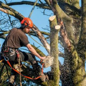 JChavez Roanoke Tree Service