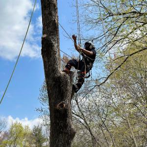 J’s Crew Tree Services