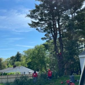 GRL Landscaping & Tree Services