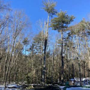 Medina Tree Services