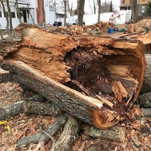 Darden Tree & Landscaping