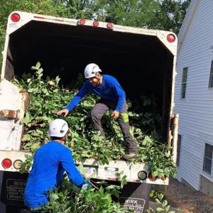 Leal & Jack Tree Service