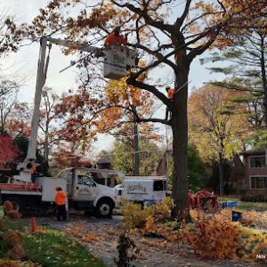 Simo Brothers Tree Service, Inc.- Highland Park IL