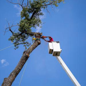 Hannibal Arbor Works