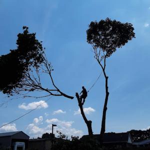 Monkeysaw Lawn & Tree Service