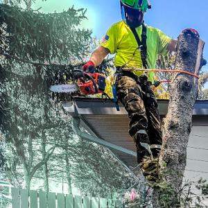 The Liberty Rose Tree Company