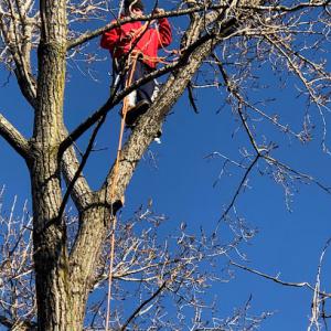 Woody Woodpecker Tree Service